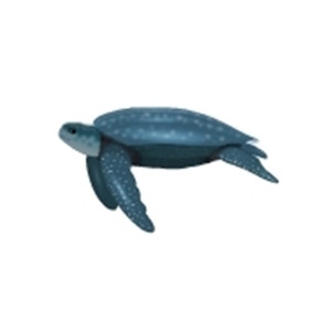 Leatherback Turtle